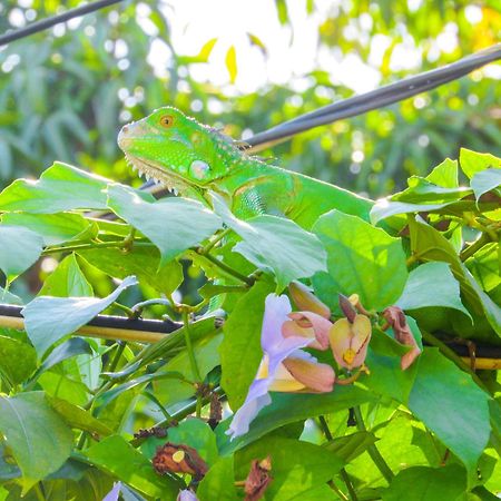 Apartament Hospedaje Combi Dream Bird Playas del Coco Zewnętrze zdjęcie